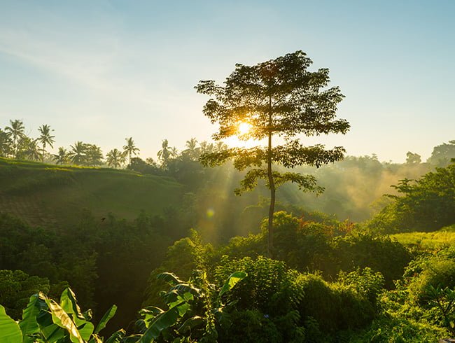 Consultoría Ambiental